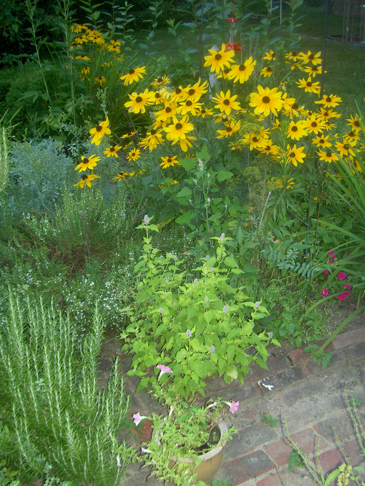 Herbs and Flowers